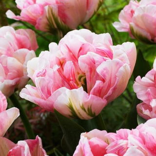 Tulipan Finola - GIGA paczka! - 250 szt.