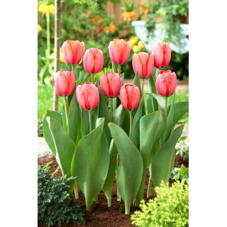 Tulipan Apricot Impression - GIGA paczka! - 250 szt.