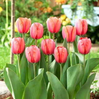 Tulipan Apricot Impression - GIGA paczka! - 250 szt.
