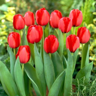 Tulipan Red Impression - GIGA paczka! - 250 szt.