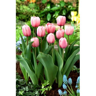 Tulipan Salmon Impression - GIGA paczka! - 250 szt.