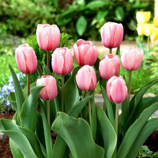 Tulipan Salmon Impression - GIGA paczka! - 250 szt.