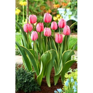Tulipan Design Impression - GIGA paczka! - 250 szt.