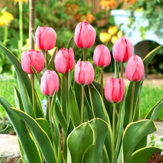 Tulipan Design Impression - GIGA paczka! - 250 szt.
