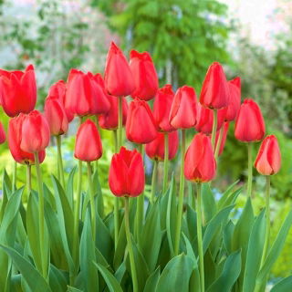 Tulipan Parade - GIGA paczka! - 250 szt.
