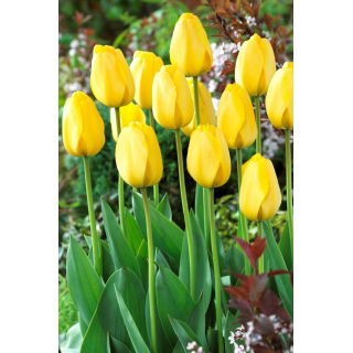 Tulipan Golden Parade - GIGA paczka! - 250 szt.