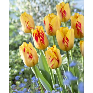 Tulipan Olympic Flame - GIGA paczka! - 250 szt.