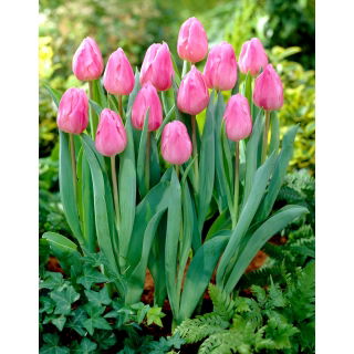 Tulipan Aafke - GIGA paczka! - 250 szt.