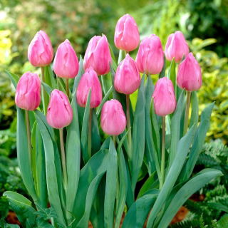 Tulipan Aafke - GIGA paczka! - 250 szt.