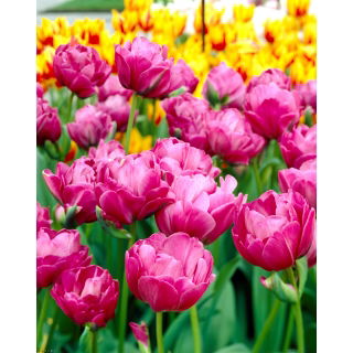 Tulipan Abigail - GIGA paczka! - 250 szt.