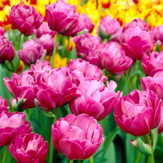 Tulipan Abigail - GIGA paczka! - 250 szt.