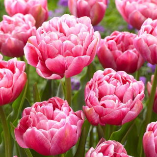 Tulipan Aveyron - GIGA paczka! - 250 szt.
