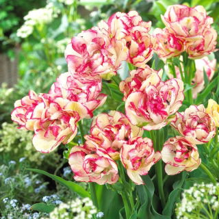 Tulipan Belicia - GIGA paczka! - 250 szt.