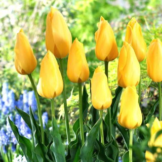 Tulipan Big Smile - GIGA paczka! - 250 szt.