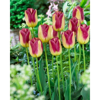 Tulipan Boston - GIGA paczka! - 250 szt.