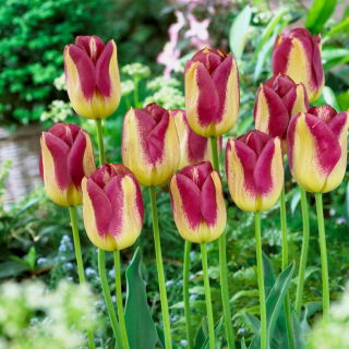 Tulipan Boston - GIGA paczka! - 250 szt.