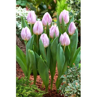 Tulipan Candy Prince - GIGA paczka! - 250 szt.