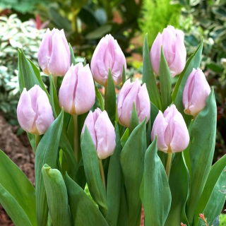 Tulipan Candy Prince - GIGA paczka! - 250 szt.