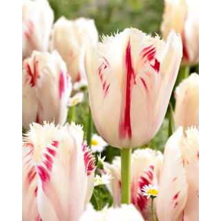 Tulipan Carrousel - GIGA paczka! - 250 szt.