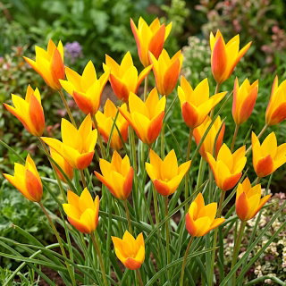 Tulipan Chrysantha Tubergen's Gem - GIGA paczka! - 250 szt.