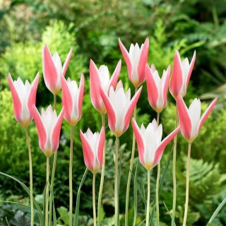 Tulipan Clusiana Lady Jane - GIGA paczka! - 250 szt.