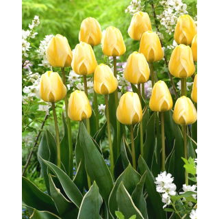 Tulipan Cream Cocktail - GIGA paczka! - 250 szt.