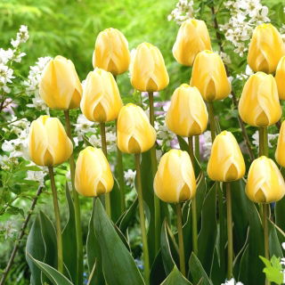 Tulipan Cream Cocktail - GIGA paczka! - 250 szt.