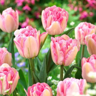 Tulipan Foxtrot - GIGA paczka! - 250 szt.