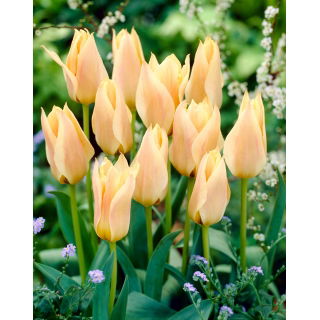 Tulipan Für Elise - GIGA paczka! - 250 szt.