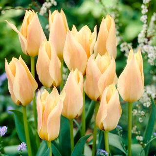 Tulipan Für Elise - GIGA paczka! - 250 szt.