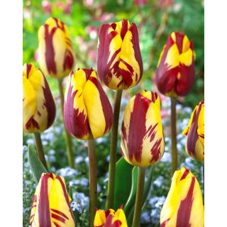 Tulipan Helmar - GIGA paczka! - 250 szt.