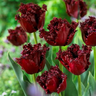 Tulipan Labrador - GIGA paczka! - 250 szt.