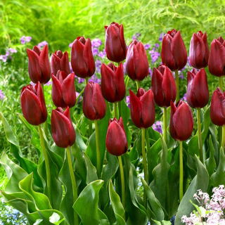 Tulipan National Velvet - GIGA paczka! - 250 szt.