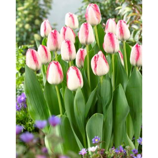 Tulipan Playgirl - GIGA paczka! - 250 szt.