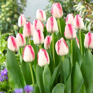Tulipan Playgirl - GIGA paczka! - 250 szt.