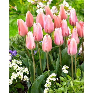 Tulipan Poco Loco - GIGA paczka! - 250 szt.