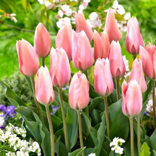 Tulipan Poco Loco - GIGA paczka! - 250 szt.