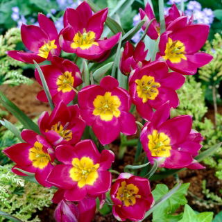 Tulipan Pulchella Odalisque - GIGA paczka! - 250 szt.