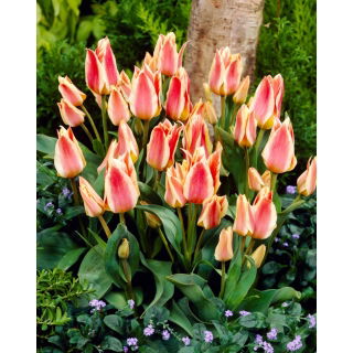 Tulipan Quebec - GIGA paczka! - 250 szt.