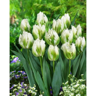 Tulipan Snow Valley - GIGA paczka! - 250 szt.