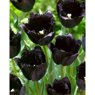 Tulipan Fringed Black - GIGA paczka! - 250 szt.