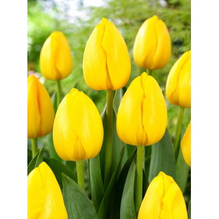 Tulipan Novi Sun - GIGA paczka! - 250 szt.