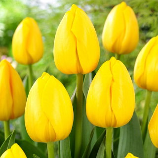 Tulipan Novi Sun - GIGA paczka! - 250 szt.