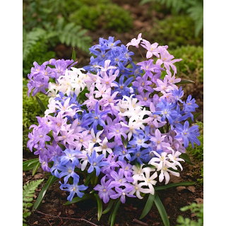 Śnieżnik lśniący mix - Chionodoxa luciliae mix - GIGA paczka! - 500 szt.