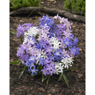 Śnieżnik lśniący mix - Chionodoxa luciliae mix - GIGA paczka! - 500 szt.