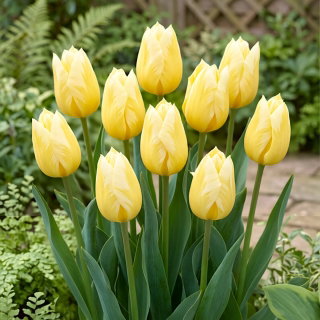 Tulipan Sweetheart - GIGA paczka! - 250 szt.