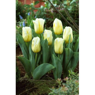 Tulipan Calgary Flames - GIGA paczka! - 250 szt.