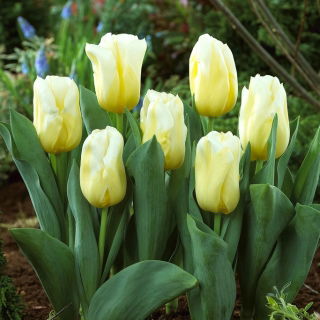 Tulipan Calgary Flames - GIGA paczka! - 250 szt.