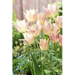 Tulipan Elegant Lady - GIGA paczka! - 250 szt.