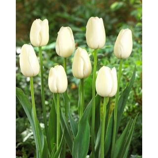 Tulipan Maureen - GIGA paczka! - 250 szt.